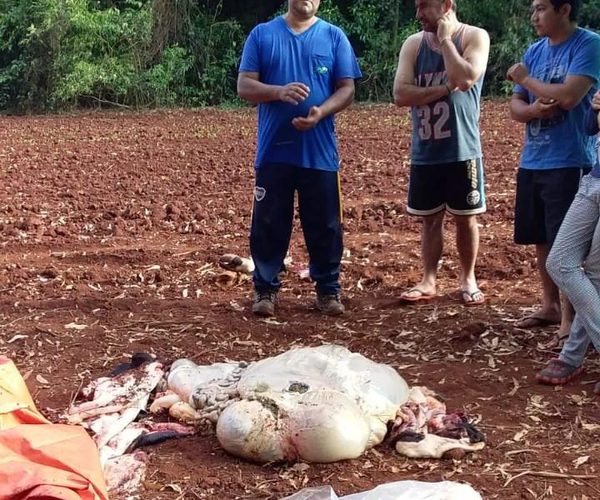 Otro caso de abigeo en Minga Guazú