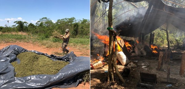 Desmantelan gran base narco, incautaron más de 12.000 kilos de marihuana y destruyen 4 hectáreas de cultivo de la hierba - ADN Paraguayo