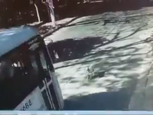 Perrito fue arrollado por un micro y animaleros denunciarán