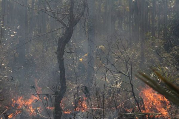 Incendios afectaron 80% del Pantanal