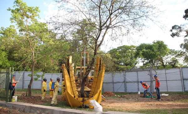Inicia traslado de árboles del Jardín Botánico para obras | .::Agencia IP::.