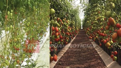 CAP. MIRANDA SE CONVIRTIÓ EN EL MAYOR PRODUCTOR HORTÍCOLA DE ITAPÚA