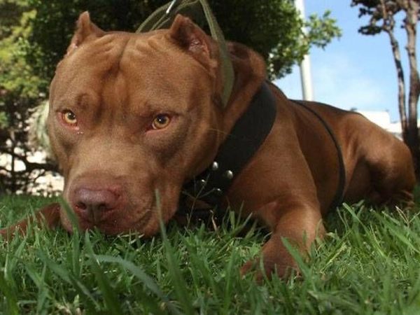 Asociación de Pitbull propone regulaciones para la tenencia de perros de raza fuerte en Paraguay - Nacionales - ABC Color