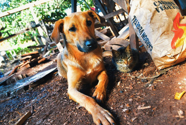 Abandono animal: Intendente de Encarnación llama a tomar conciencia