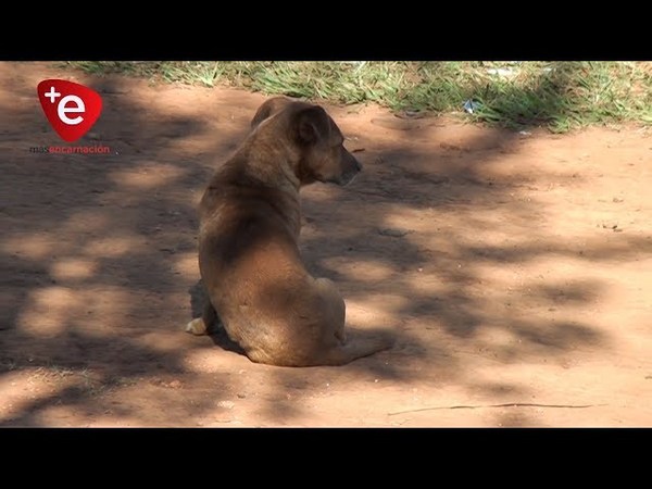 AUMENTA PRESENCIA DE ANIMALES ABANDONADOS EN LAS CALLES