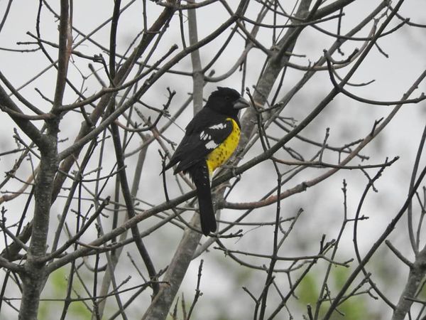 La Costanera asuncena recibirá al Festival de Aves este sábado