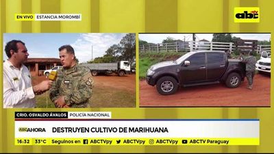 Destruyen cultivo de marihuana - ABC Noticias - ABC Color