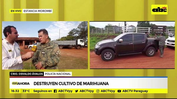 Destruyen cultivo de marihuana - ABC Noticias - ABC Color