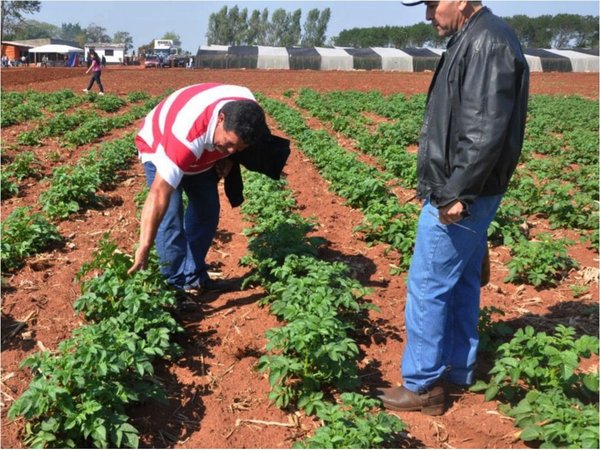 Productores analizan protesta por ingreso de papa argentina