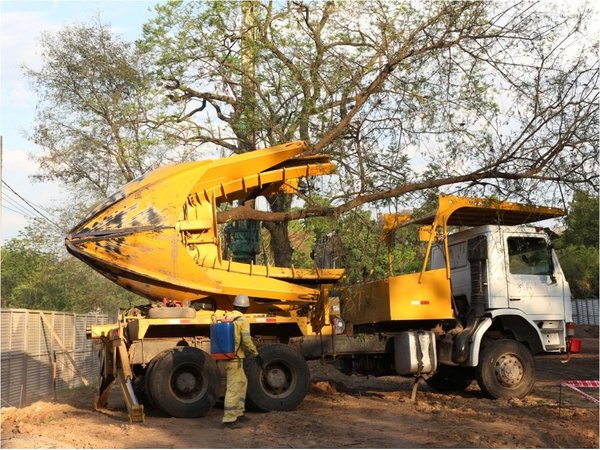 Arrancó traslado de 157 árboles de zona de obras del Jardín Botánico