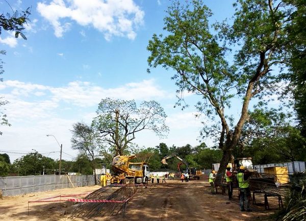 Ayer trasplantaron seis árboles - Economía - ABC Color
