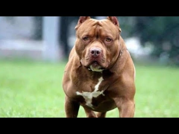 Pitbull ataca a niño de 3 años y lo deja en terapia intensiva