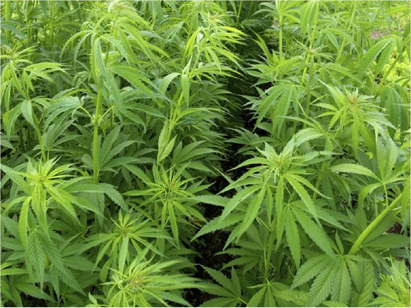 ¿Por qué el Gobierno impulsará el cultivo del cannabis industrial?