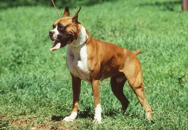 Un niño está en terapia intensiva tras ser atacado por perro de raza bóxer - Nacionales - ABC Color
