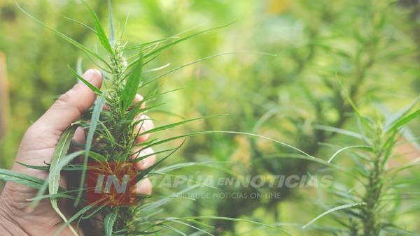 IMPULSARÁN PRODUCCIÓN DE CAÑAMO EN ZONAS NARCO DE ITAPÚA
