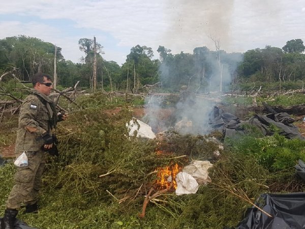 Policía Nacional destruye cultivos de marihuana en Campos Morombí