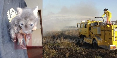 RESCATAN CACHORRO DE AGUARÁ GUAZÚ DURANTE INCENDIO DE PASTIZAL