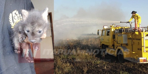 RESCATAN CACHORRO DE AGUARÁ GUAZÚ DURANTE INCENDIO DE PASTIZAL