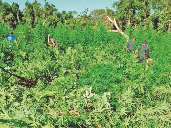 Estado y cannabis: Una relación que avanza  con contradicciones
