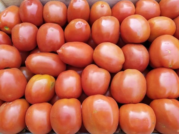 Feria de tomates será mañana lunes y el martes | San Lorenzo Py