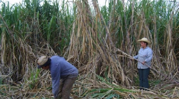 Plan nacional de caña de azúcar prevé crear 30.000 puestos de trabajo por año