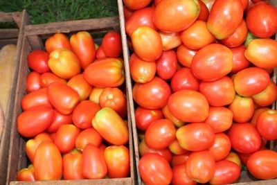 Mañana y pasado habrá remate de tomates nacionales a G. 3.500 por kilo - Nacionales - ABC Color