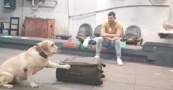 Perrito vale “ojagua” para pillar la droga