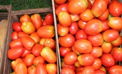 HOY / Ferias de tomates para incentivar el consumo de productos nacionales