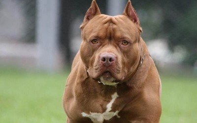 Tener una mascota requiere que el dueño esté preparado