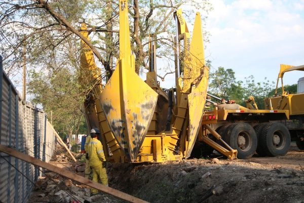 MOPC trasladó árboles en el Jardín Botánico