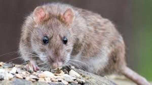 Las ratas aprenden a conducir con tal de conseguir comida - Ciencia - ABC Color