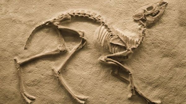 Un tesoro de fósiles muestra cómo se recuperó la vida tras la gran extinción  - Ciencia - ABC Color