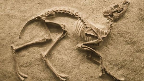 Un tesoro de fósiles muestra cómo se recuperó la vida tras la gran extinción - Ciencia - ABC Color