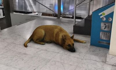 Sasha Dog, la nueva broma de Instagram que despierta la furia de las mamás