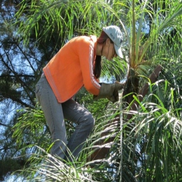 Científicos identificaron principales plagas que afectan al cocotero | .::Agencia IP::.