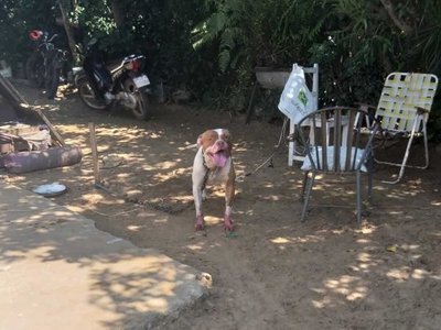 Pitbull atacó a señora y la dejó con el rostro desfigurado