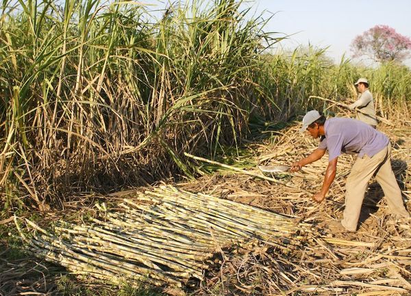 Lanzaron el Programa Nacional de Caña de Azúcar 2019-2023