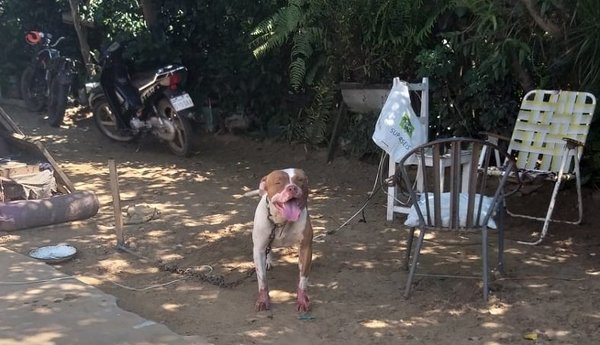 Otro ataque de pitbull, esta vez contra una abuela | Noticias Paraguay