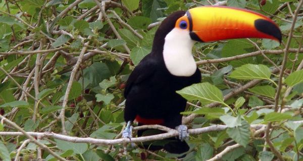 Costa Rica quiere impedir “selfies” con animales silvestres - Mascotas - ABC Color