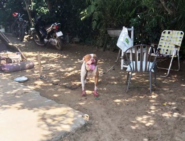 Perro de raza pitbull ataca a mujer en Pilar - Nacionales - ABC Color