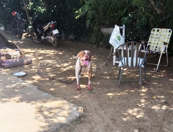 Perro de raza pitbull ataca a mujer en Pilar  - Nacionales - ABC Color