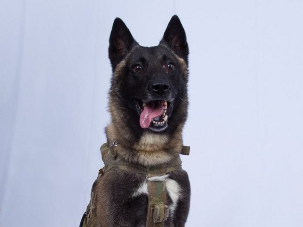 El héroe anónimo contra Al Bagdadi: Un perro "hermoso" que puede ser perra