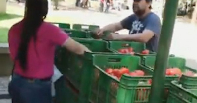 Hoy sigue la feria de los tomateros con precios purete