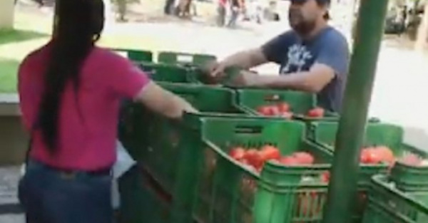 Hoy sigue la feria de los tomateros con precios purete