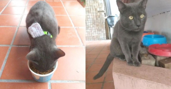Pilló que su gato tenía una doble vida otroladoite
