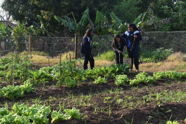 Instan producción de huerta familiar en Misiones - Nacionales - ABC Color