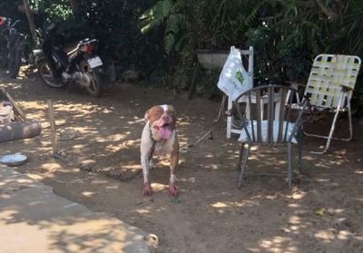 Mujer queda malherida tras ataque de Pitbull - Interior - ABC Color