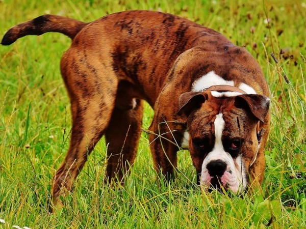 Niño atacado por perros requerirá cirugía reconstructiva y asistencia psicológica