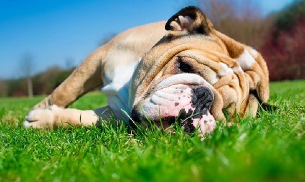 Los peludos también sufren por el calor extremo | Noticias Paraguay