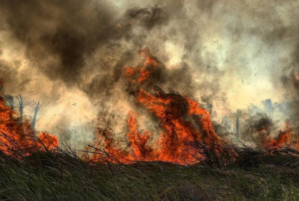 La desgarradora imagen que revela más incendios en el Chaco